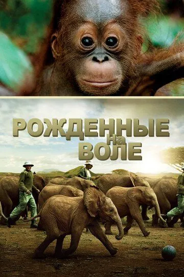 Рожденные на воле смотреть онлайн